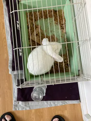Lapine Sekina à 25 € avec cage et nourriture offertes