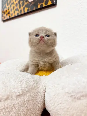 Chatons British Shorthair pure race, porteurs de Cinnamon, disponibles en décembre