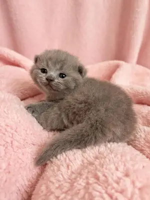 Chatons British Shorthair pure race, porteurs de Cinnamon, disponibles en décembre - Miniature 3