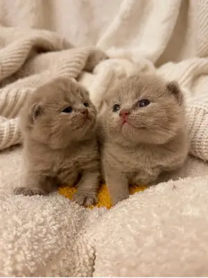 Chatons British Shorthair pure race, porteurs de Cinnamon, disponibles en décembre - Miniature 2