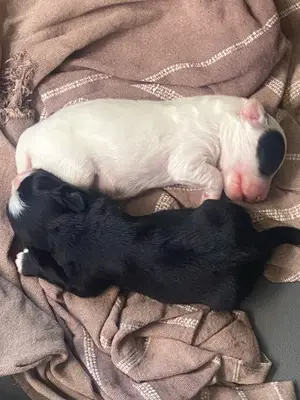 2 chiots mâles Bichon Maltais croisés Yorkshire - Miniature 3
