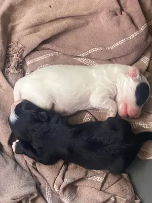 2 chiots mâles Bichon Maltais croisés Yorkshire