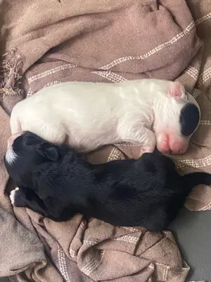 2 chiots mâles Bichon Maltais croisés Yorkshire - Miniature 2