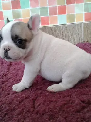 Je donne chiot bouledogue français femelle lof - Miniature 3
