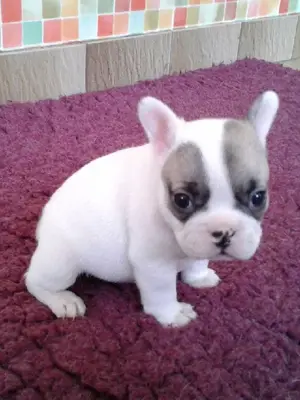 Je donne chiot bouledogue français femelle lof