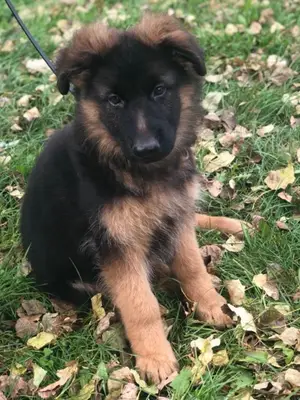 Chiots berger allemand mâle et femelles - Miniature 2