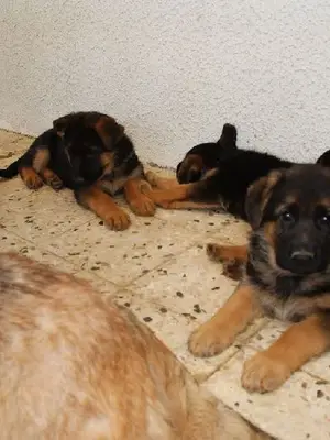 Chiots berger allemand mâle et femelles pure race - Miniature 2