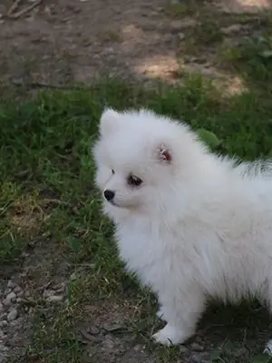 À donner chiot spitz pomeranien femelle blanche - Miniature 2