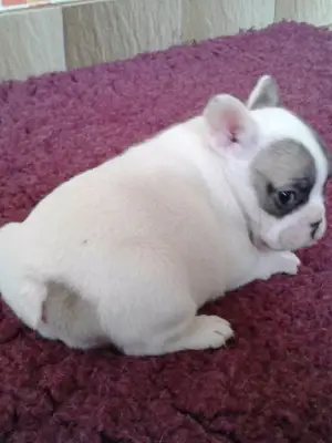 Je donne chiot bouledogue français femelle lof - Miniature 2