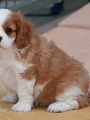 Chiots cavalier king charles femelle blenheim à donner