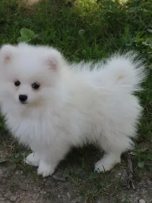 À donner chiot spitz pomeranien femelle blanche