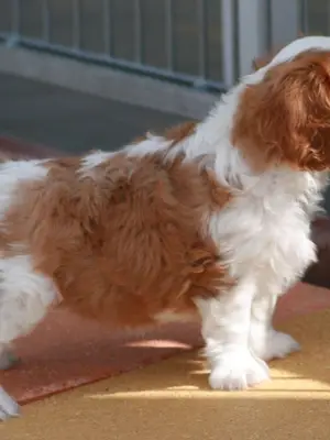Chiots cavalier king charles femelle blenheim à donner - Miniature 2