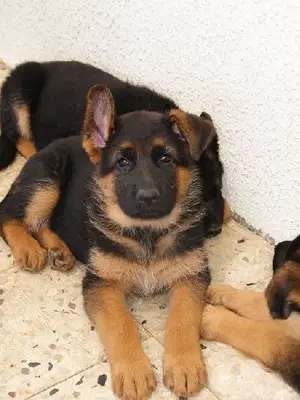 Chiots berger allemand mâle et femelles pure race