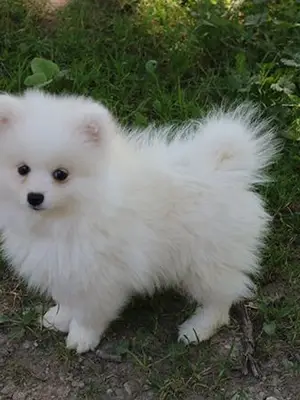 Chiot spitz pomeranien femelle blanche