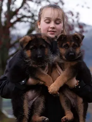 Chiots berger allemand mâle et femelles