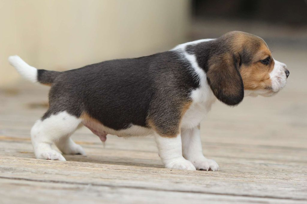 Chiot Beagle