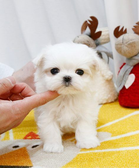Beau chiot maltais