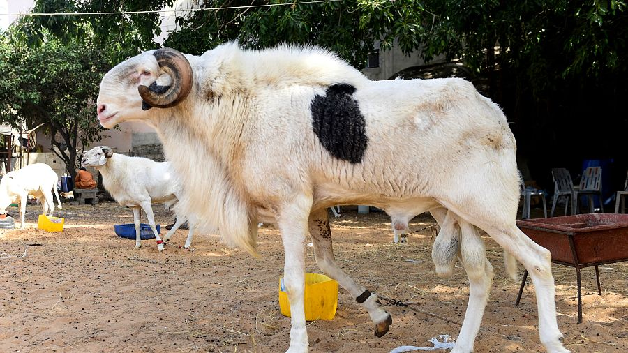 Mouton ladum