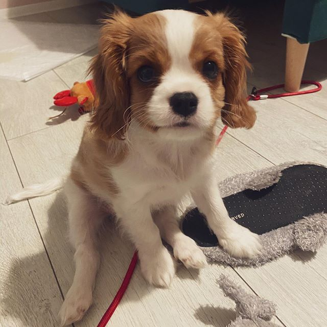 Chiot Cavalier King Charles Spaniel