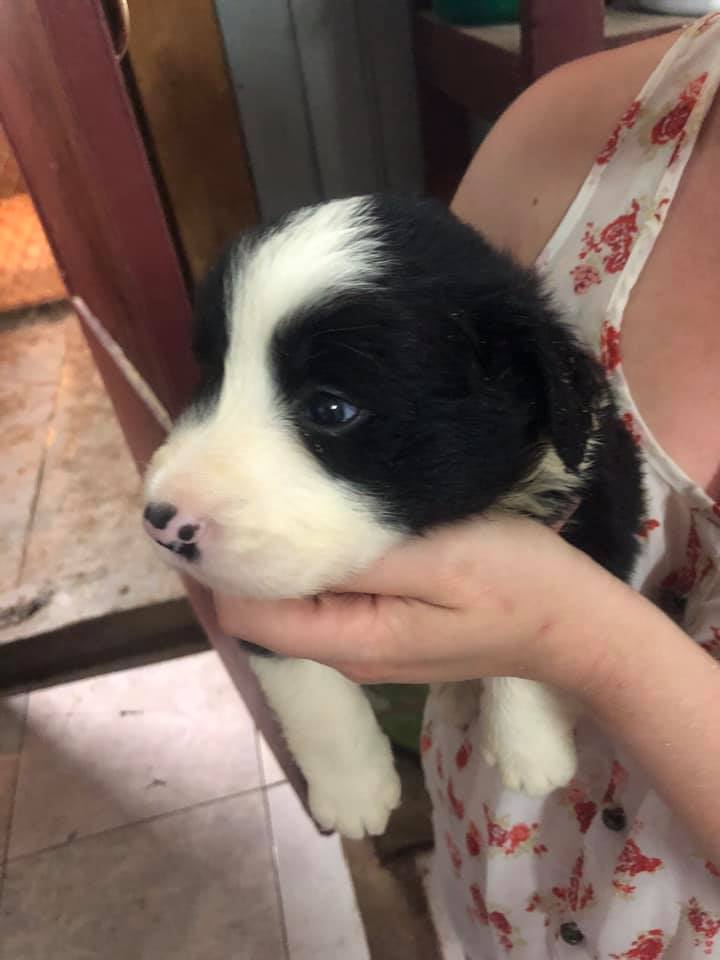 Chiots Border Collie