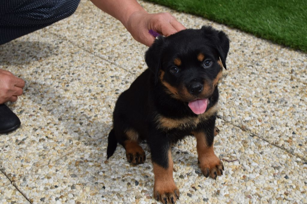 Je vend mon Chiot Rottweiler
