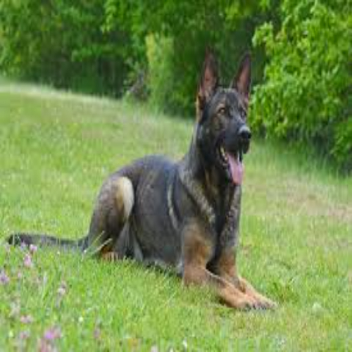 Je suis toujours disponible pour vous pour vos chiens berger allemand