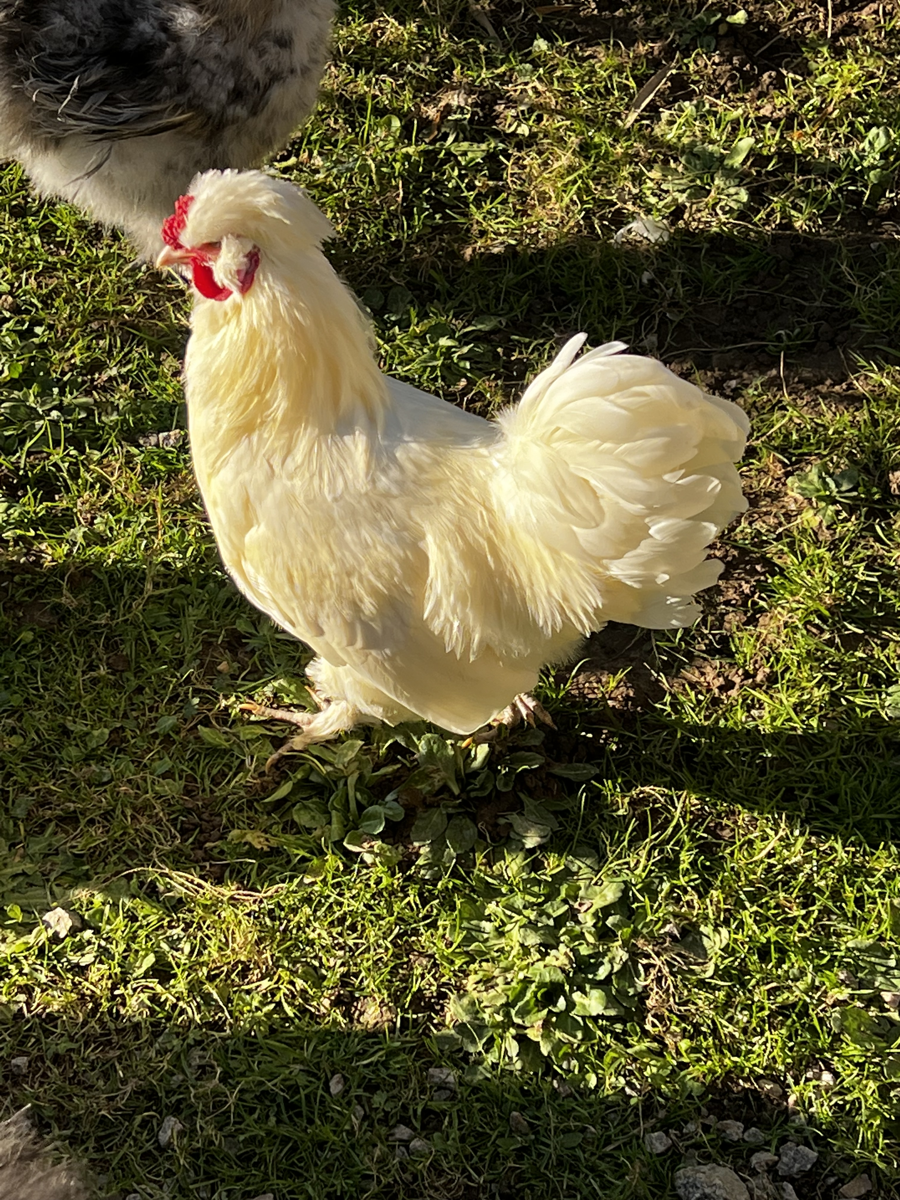 Coq
