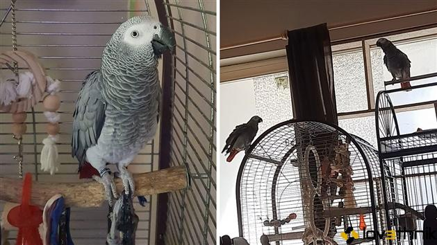 Adorable perroquet femelle type gris du Gabon