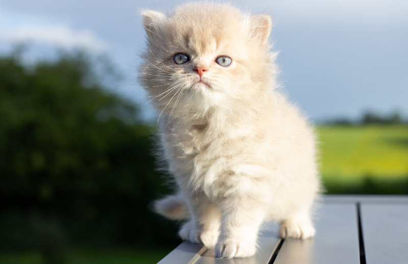 CHATONS BRITISH SHORTHAIR ET LONGHAIR