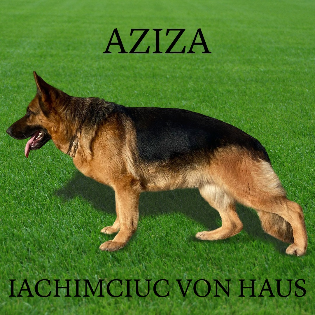 Berger allemand (FCI)