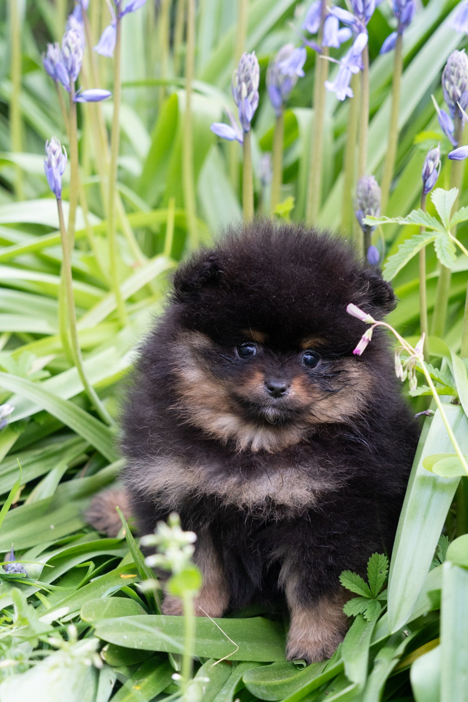 Chiots Spitz nain disponibles de suite
