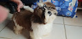 A donner chiot Shih Tzu Femelle