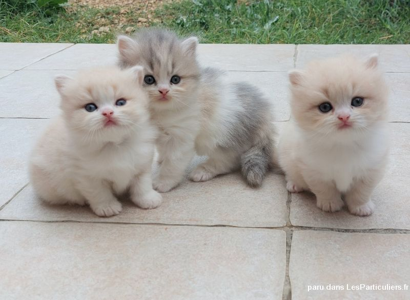 Adorables chatons disponible