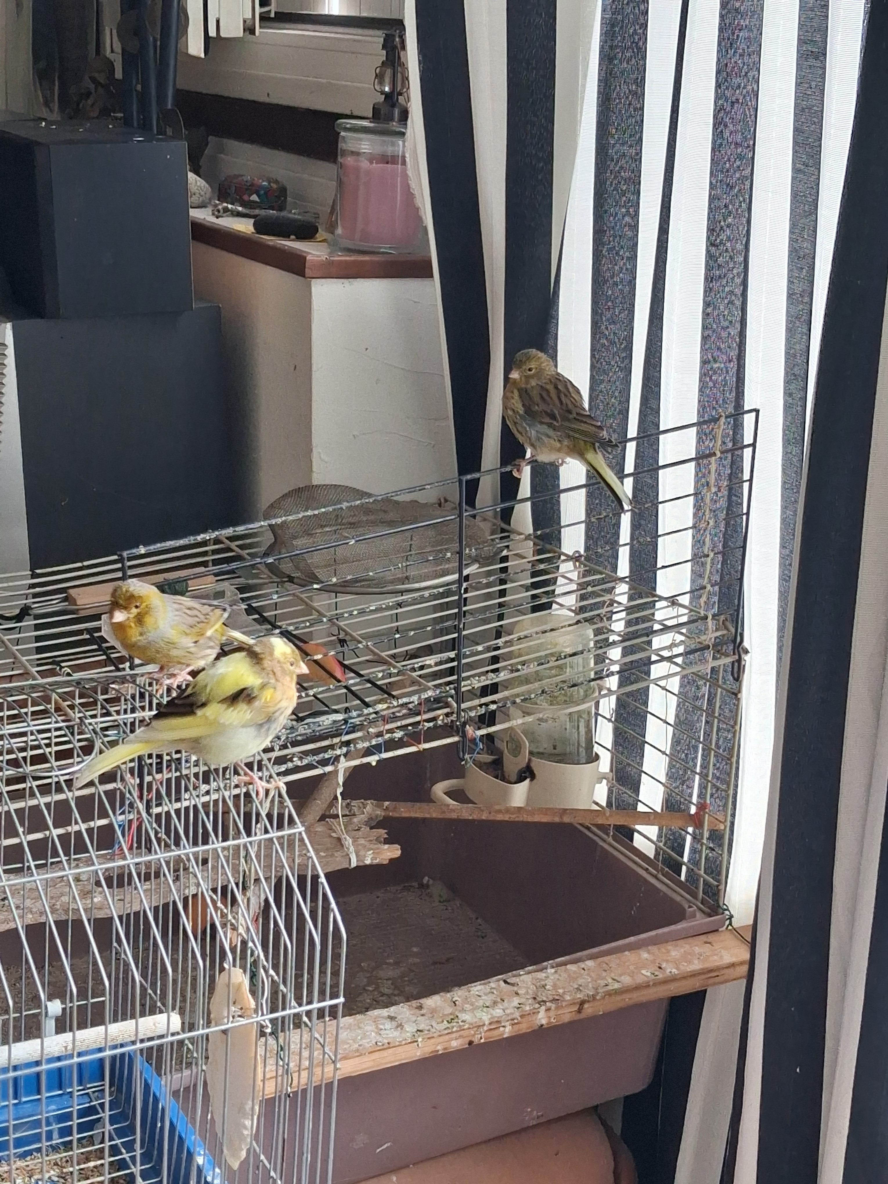 Jeunes canaris à vendre