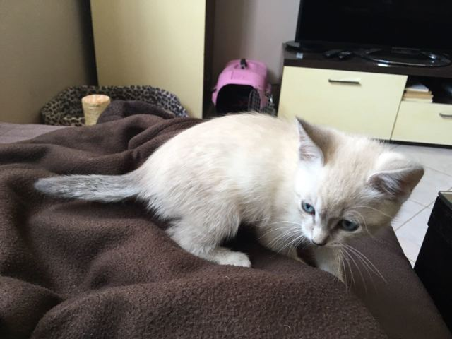 Chatons Sacré de Birmanie A DONNER