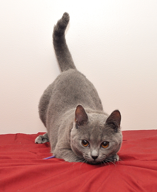 Chatons Chartreux disponibles