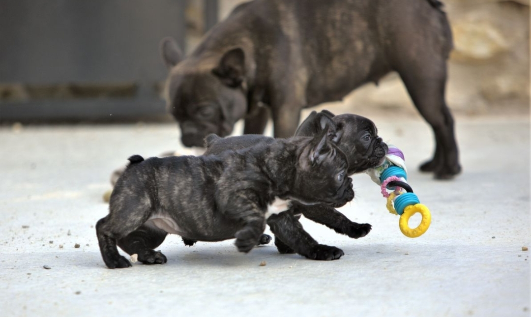 Vente de chiots