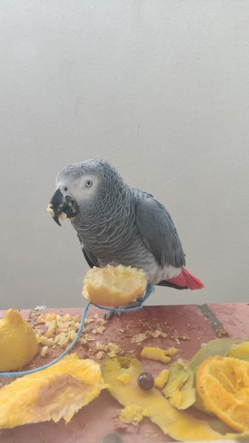 magnifique gris du gabon avec cage bon prix
