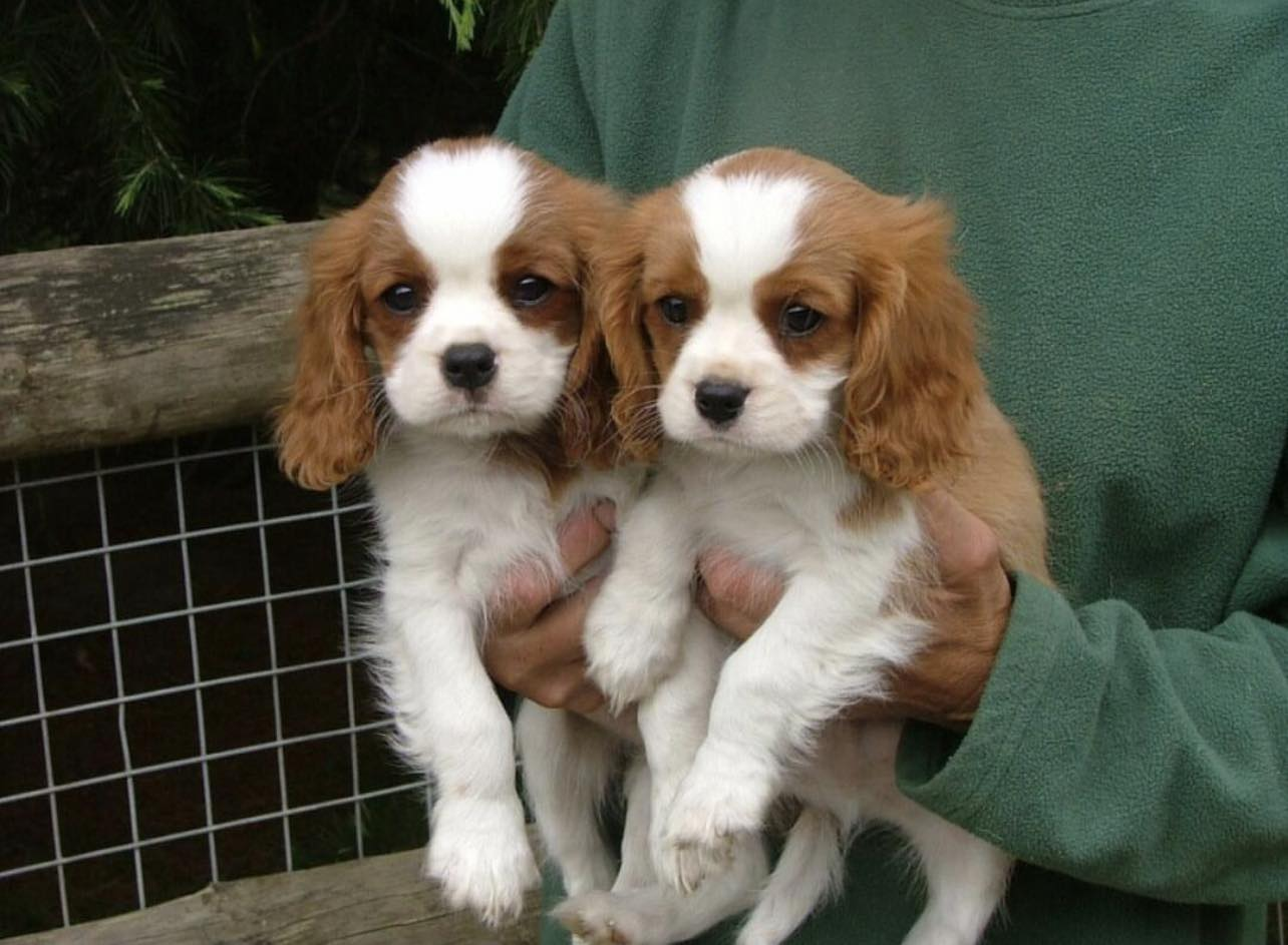 Chiots Cavalier King Charles Spaniel