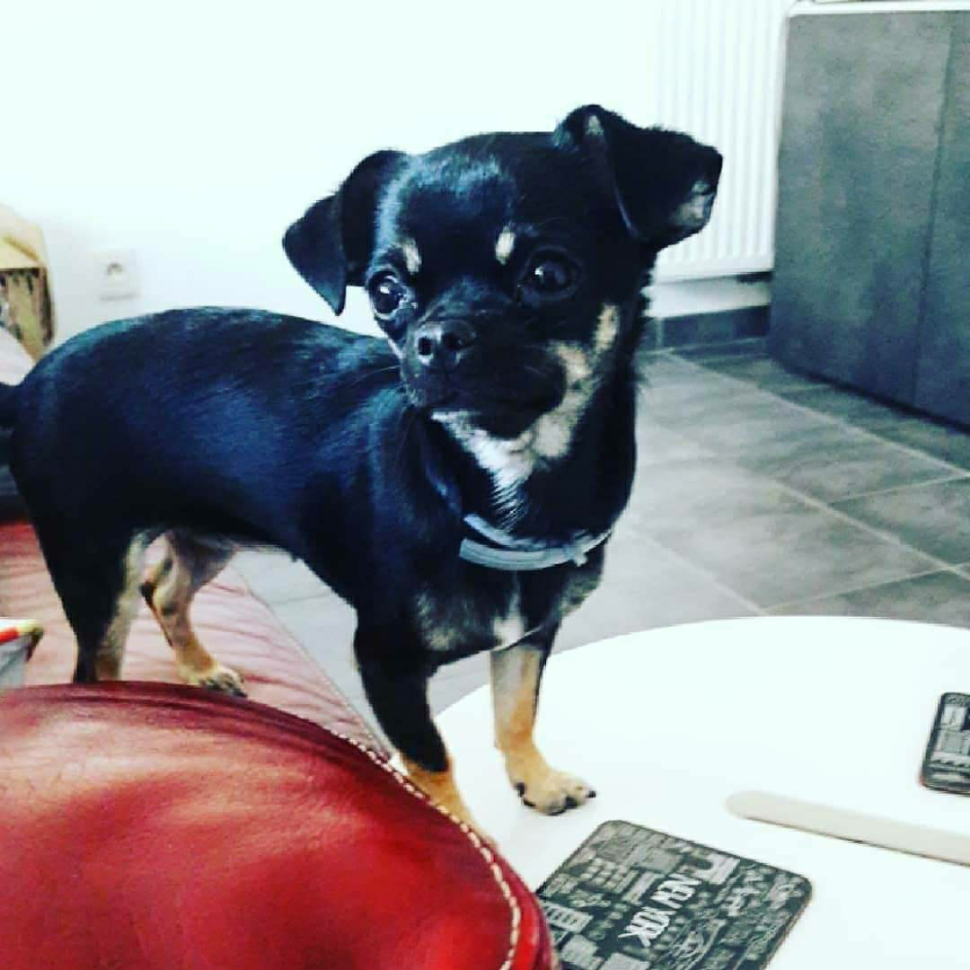 Chiot a donné