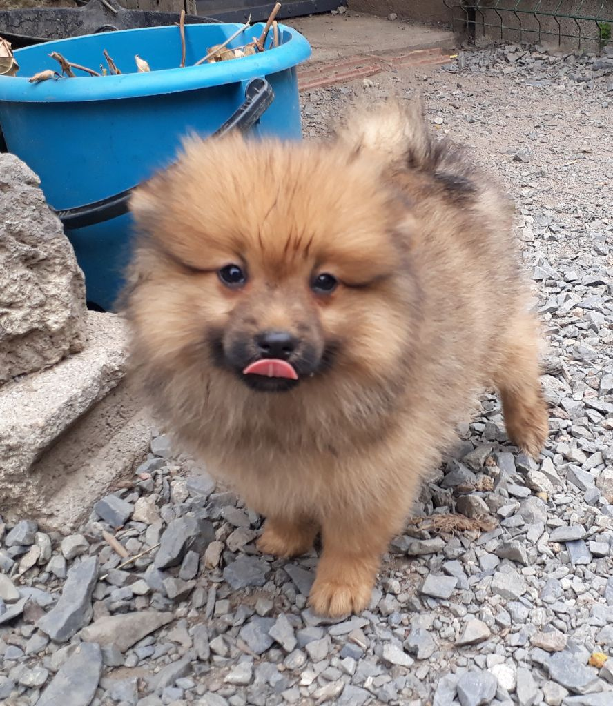 tres beau male spitz allemand fauve oranger
