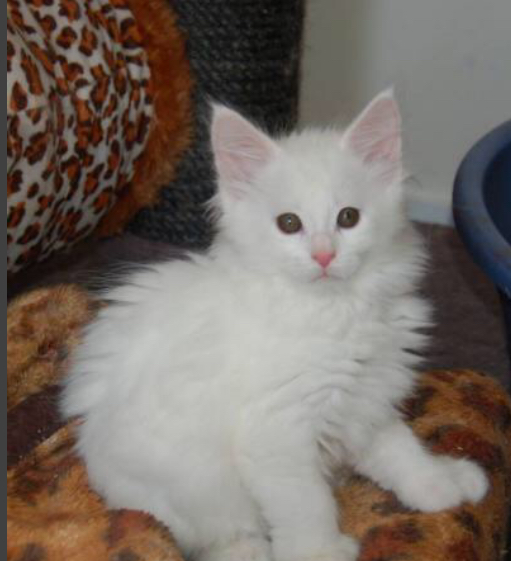 Magnifique chaton main coin LOOF à adopter