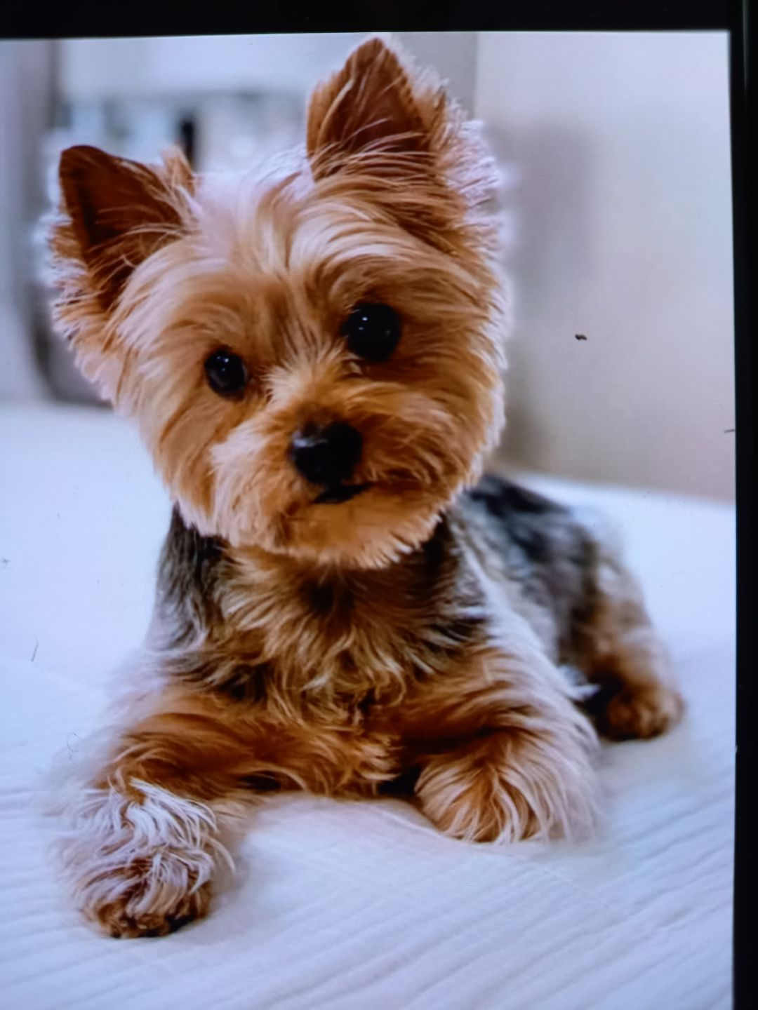 Recherche yorkshire femelle chiot moins de 4 mois