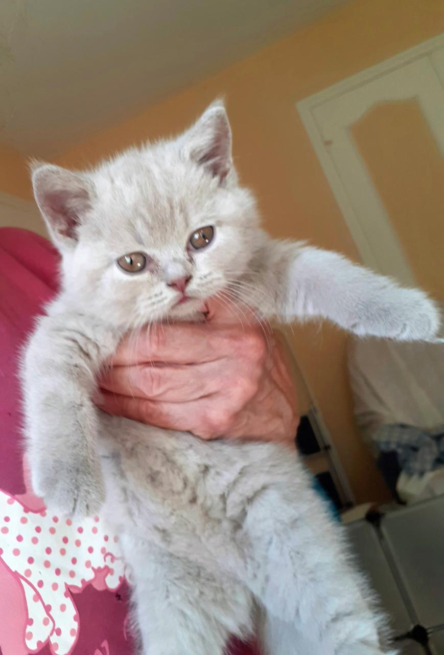 Chatons mâle et femelle disponible