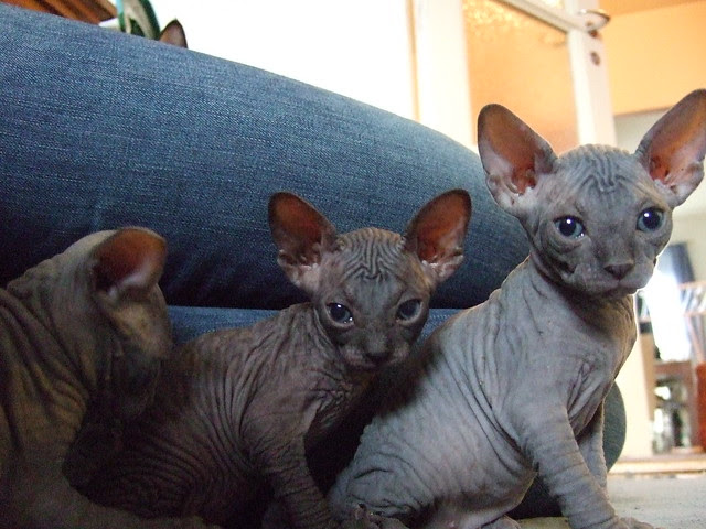 chatons sphyns disponible