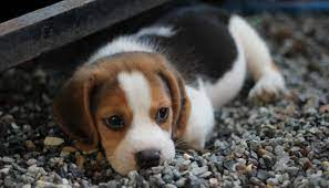 Jolis chiots beagle lof