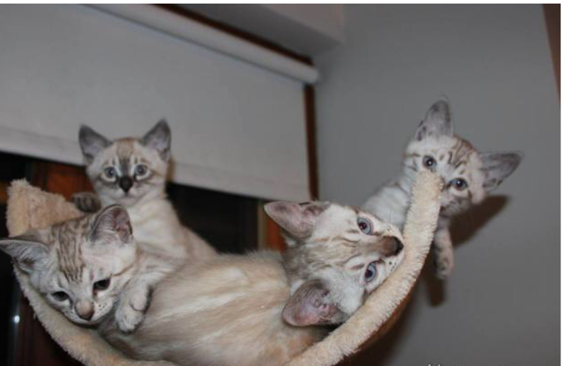 Magnifique chatons Bengale à donner