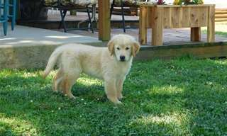 Donne chiot golden retriever