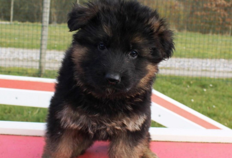 Chiot type berger allemand femelle A DONNER