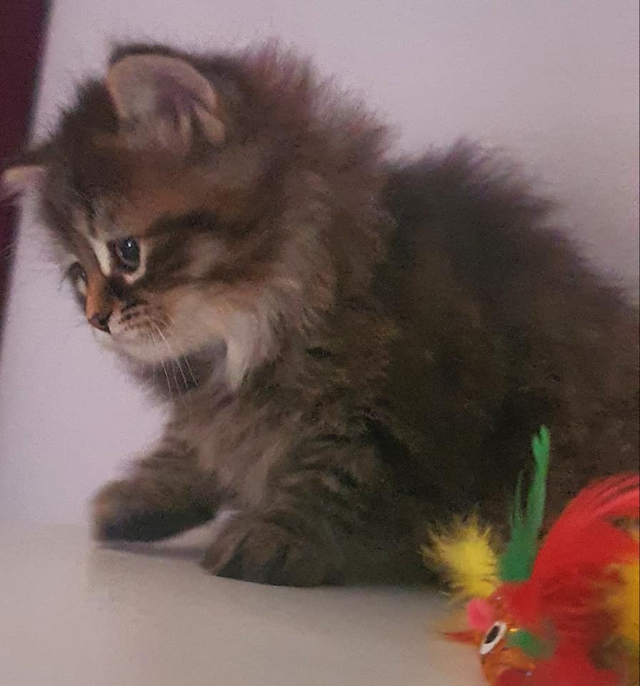 Trés beau chaton sibérien